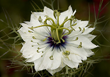 Nigella 0004