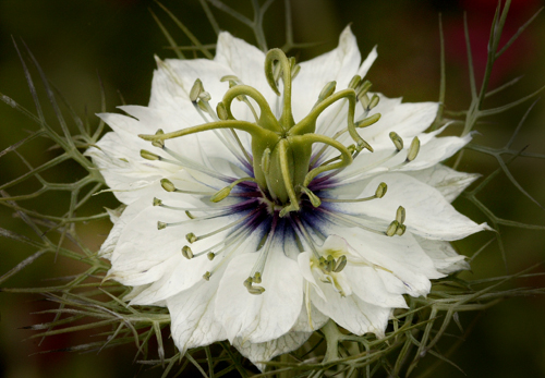 Nigella 0004