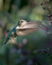 Humingbird 0395