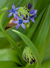 Peruvian Lily 1321