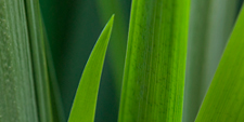Spuria Iris 1906h