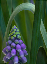 Grape Hyacinth 8717