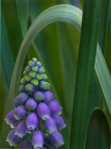 Grape Hyacinth 8717