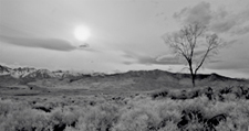 Tree Owens Valley, CA 9274