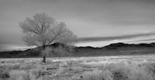 Tree near Big Pine, CA 9278