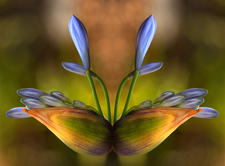 Double Agapanthus