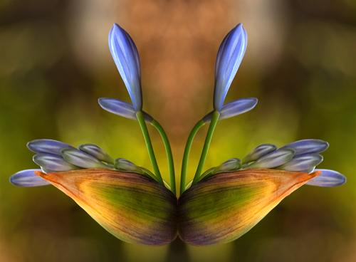 Double Agapanthus