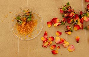 Collecting pollen from roses